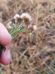 Vittadinia pterochaeta
