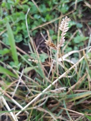 Eleusine tristachya