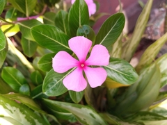 Catharanthus roseus