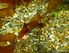 Heteroclinus eckloniae