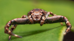 Strigoplus netravati