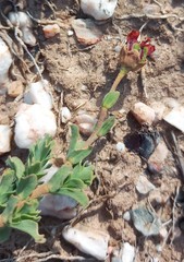 Hermannia trifoliata