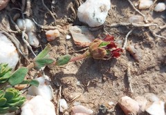 Hermannia trifoliata