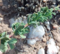 Hermannia trifoliata