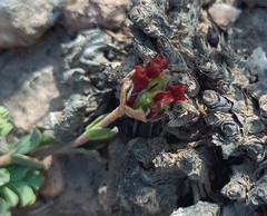Hermannia trifoliata
