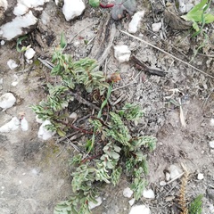 Hermannia trifoliata