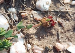 Hermannia trifoliata