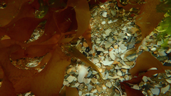 Heteroclinus eckloniae