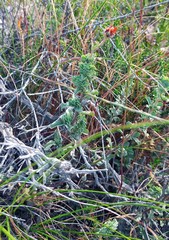 Hermannia trifoliata