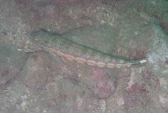 Parapercis clathrata