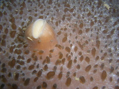 Amplexidiscus fenestrafer