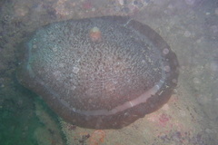 Amplexidiscus fenestrafer