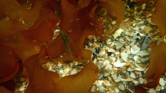 Heteroclinus eckloniae