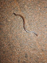 Uropeltis
