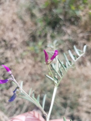 Vicia monantha