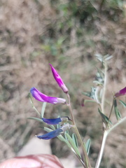 Vicia monantha