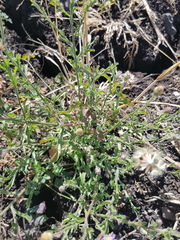 Vittadinia pterochaeta