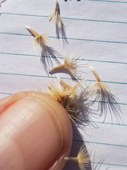 Vittadinia pterochaeta