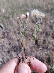 Vittadinia pterochaeta