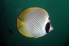 Chaetodon adiergastos