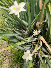 Dietes flavida