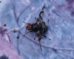 Lenophila dentipes