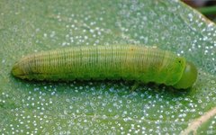 Tenthredopsis friesei