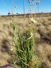 Brachyscome dentata