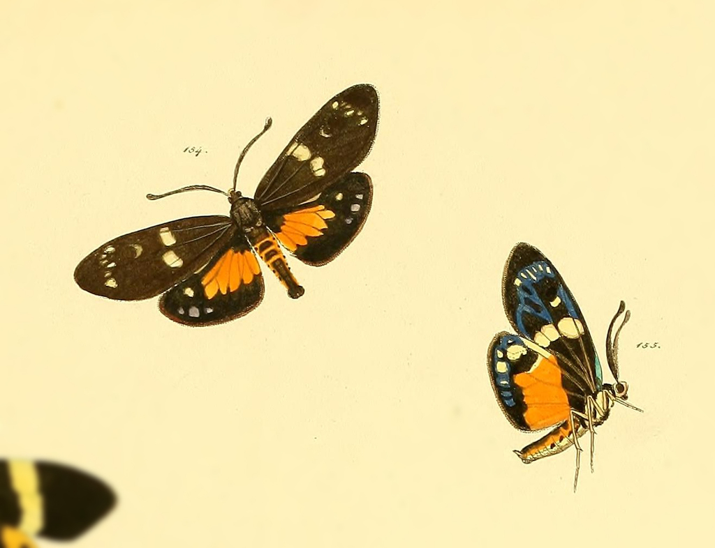Eterusia sublutea