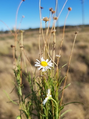 Brachyscome dentata