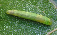 Tenthredopsis friesei