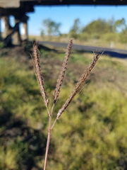 Dichanthium aristatum