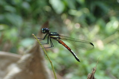 Africocypha varicolor