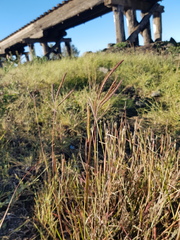 Dichanthium aristatum