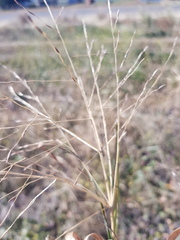 Digitaria porrecta