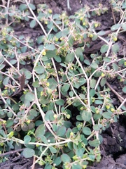 Euphorbia dallachyana
