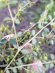 Euphorbia dallachyana