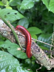 Centrobolus anulatus