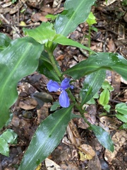 Coleotrype natalensis