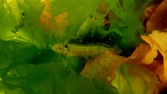 Heteroclinus eckloniae