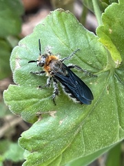 Cathimeris lachesis