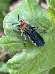 Cathimeris lachesis