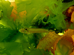 Heteroclinus eckloniae