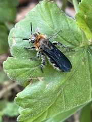 Cathimeris lachesis