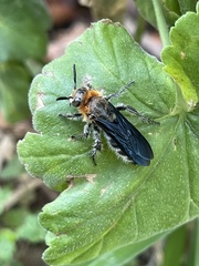 Cathimeris lachesis