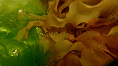 Heteroclinus eckloniae