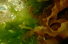 Heteroclinus eckloniae