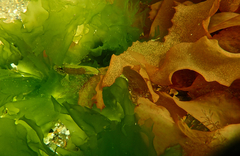 Heteroclinus eckloniae