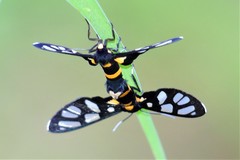 Amata sperbius