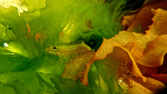 Heteroclinus eckloniae